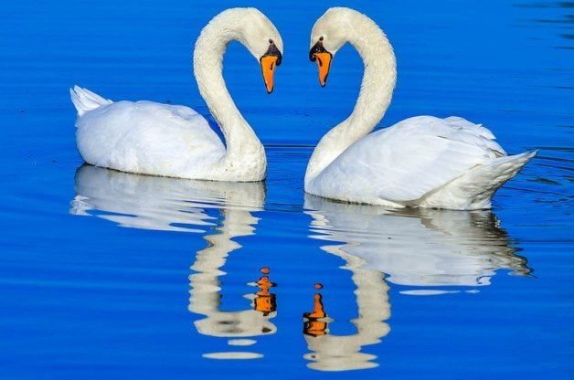 monogaam gedrag bij papegaaien en andere vogels