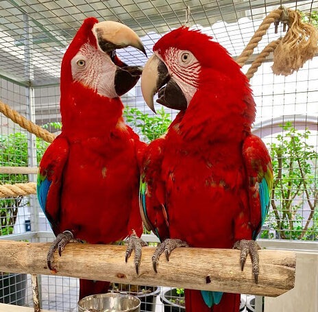 Zitstok voor vogels