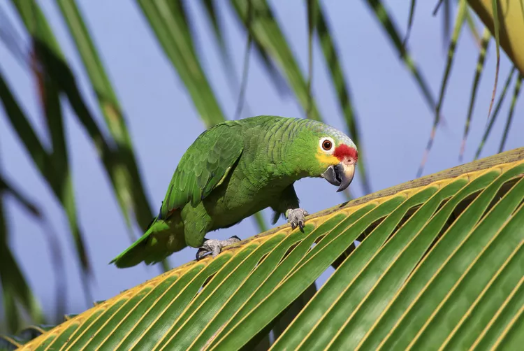 Rood voorhoofd Amazone Papegaai