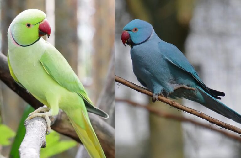 Groene en blauwe Halsbandparkiet