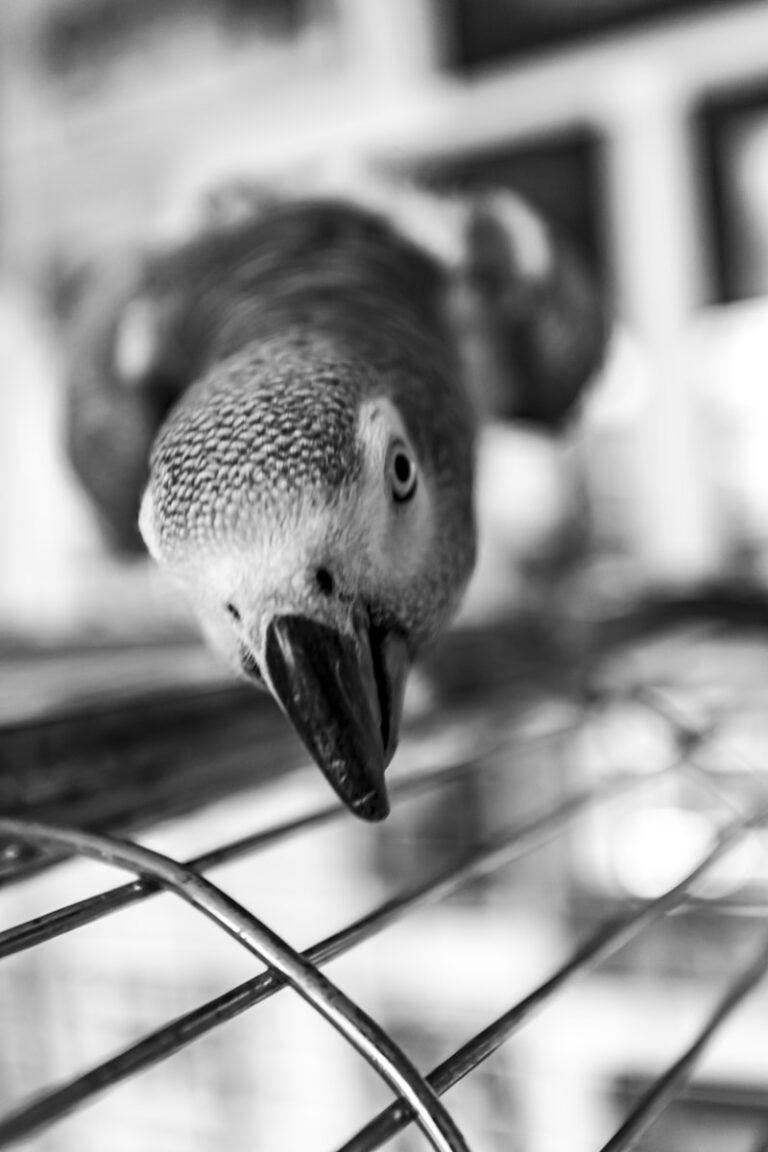 Vogelkooi Papegaaienkooi - de omgeving voor een papegaai