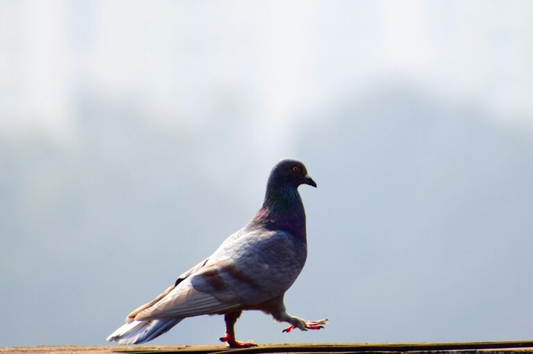 Wintertijd en zomertijd bij vogels