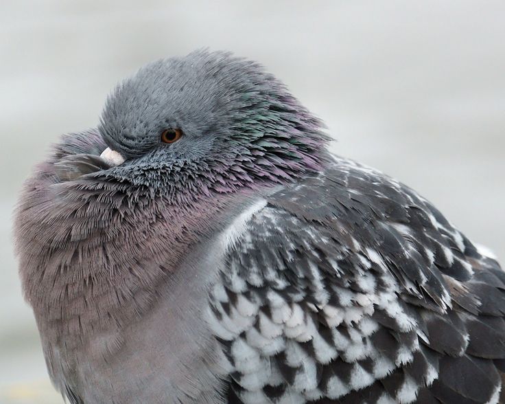 Kunnen vogels het koud hebben